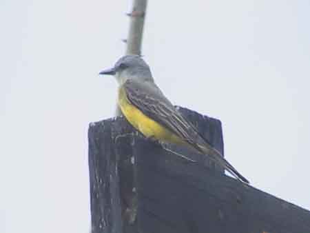 Costa_Rica_Canyo_Negro_Bird_Bottom_Yellow