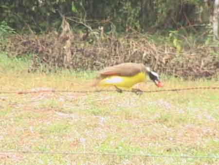 Costa_Rica_Canyo_Negro_Bird_Bottom_Yellow_Caught_Red_Something