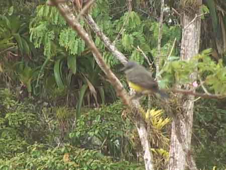Costa_Rica_Canyo_Negro_Bird_Brown_Bottom_Yellow