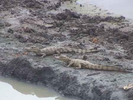 Costa_Rica_Canyo_Negro_Crocodile_Refuge