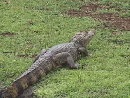 Costa_Rica_Canyo_Negro_Crocodile_Refuge_Big_One