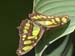 Costa_Rica_La_Paz_Waterfall_Gardens_Butterfly_Brown_Yellow