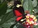 Costa_Rica_La_Paz_Waterfall_Gardens_Butterfly_Dark_Red_Black_Yellow
