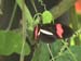 Costa_Rica_La_Paz_Waterfall_Gardens_Butterfly_Red_Black_White