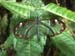 Costa_Rica_La_Paz_Waterfall_Gardens_Butterfly_Transparent_Corner_Orange_Black_White